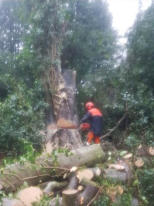 Tree suegeon removing tree