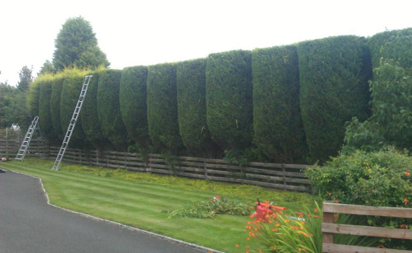 Header image - shrubs, bushes and hedge