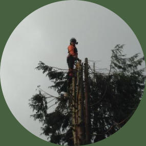 Tree surgeon dismantling tree