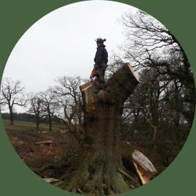 Tree surgeon, tree stump